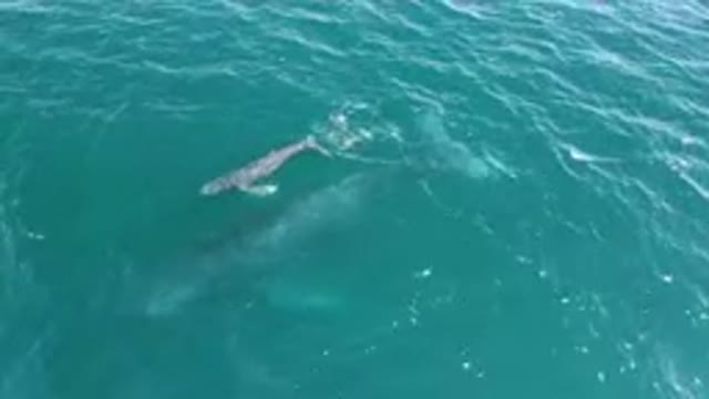 LAGUNA BEACH LOS CABOS BCS MEXICO-2023: Whale Swimming In The Water With A Man