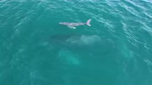 LAGUNA BEACH LOS CABOS BCS MEXICO-2023: Baby Whale Swimming Close to Mom