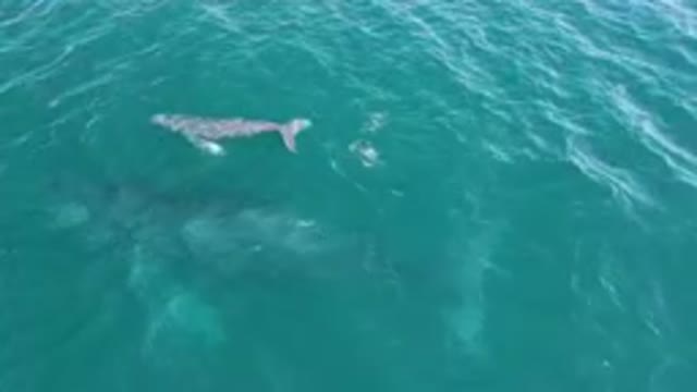 LAGUNA BEACH LOS CABOS BCS MEXICO-2023: Baby Whale Swimming Above Its Mom