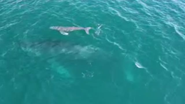 LAGUNA BEACH LOS CABOS BCS MEXICO-2023: Two Whales Swimming In The Water