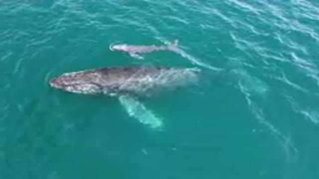 LAGUNA BEACH LOS CABOS BCS MEXICO-2023: Humpback Whale Swimming in Ocean Waves