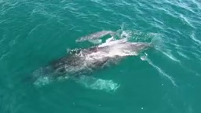 LAGUNA BEACH LOS CABOS BCS MEXICO-2023: Humpback Whale Swimming In The Water
