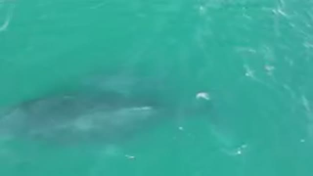 LAGUNA BEACH LOS CABOS BCS MEXICO-2023: Whale Swimming In The Water