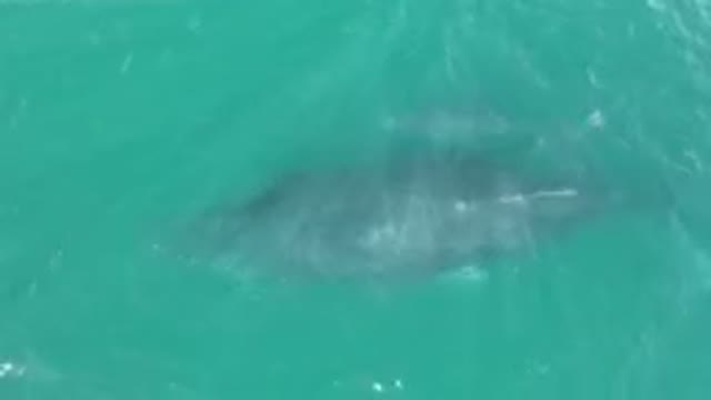 LAGUNA BEACH LOS CABOS BCS MEXICO-2023: Large Whale Swimming In The Water