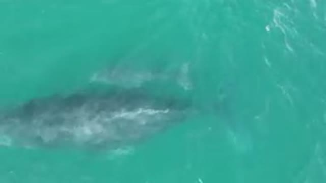 LAGUNA BEACH LOS CABOS BCS MEXICO-2023: Whale Swimming in the Ocean from Above