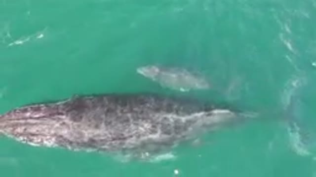 LAGUNA BEACH LOS CABOS BCS MEXICO-2023: Gray Whale Swimming in Ocean Waters