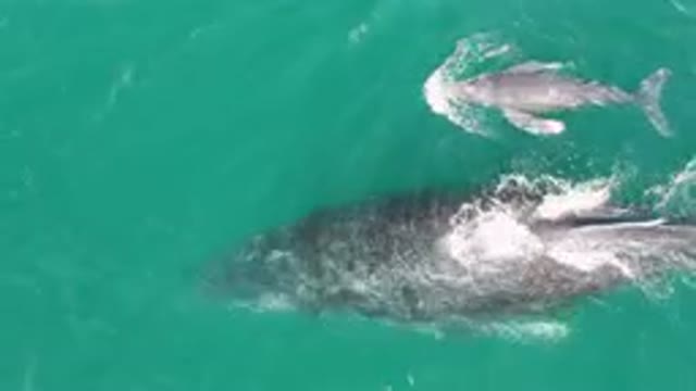 LAGUNA BEACH LOS CABOS BCS MEXICO-2023: Whales Swimming Together in the Ocean