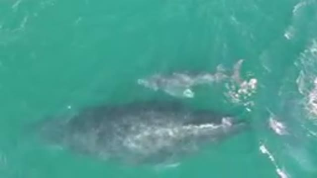 LAGUNA BEACH LOS CABOS BCS MEXICO-2023: Baby Whale Stays Close to Mom