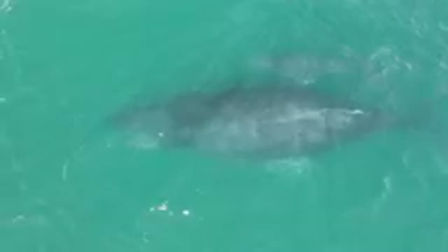 LAGUNA BEACH LOS CABOS BCS MEXICO-2023: Mother and Baby Whale Swimming Close