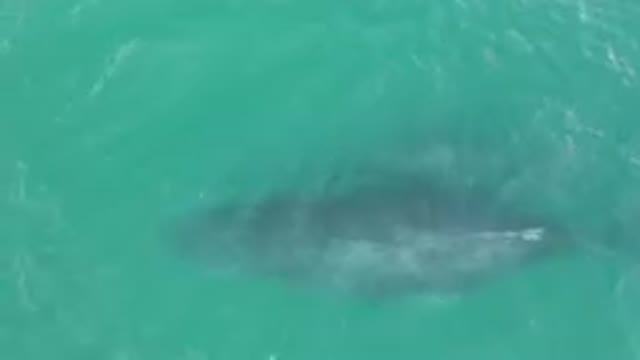 LAGUNA BEACH LOS CABOS BCS MEXICO-2023: Mother Humpback Whale Swimming in the Ocean