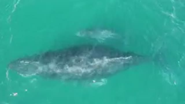 LAGUNA BEACH LOS CABOS BCS MEXICO-2023: Two Gray Whales Swimming In The Water