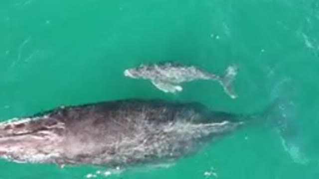LAGUNA BEACH LOS CABOS BCS MEXICO-2023: Gray Whale Swimming In The Water