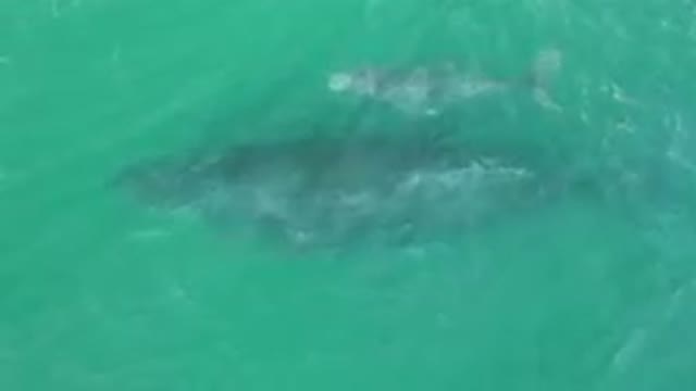 LAGUNA BEACH LOS CABOS BCS MEXICO-2023: Large Whale Swimming In The Ocean With A