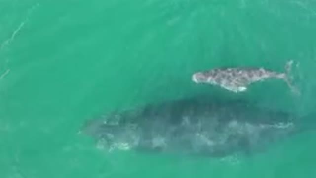 LAGUNA BEACH LOS CABOS BCS MEXICO-2023: Whale Swimming In The Water With A Baby