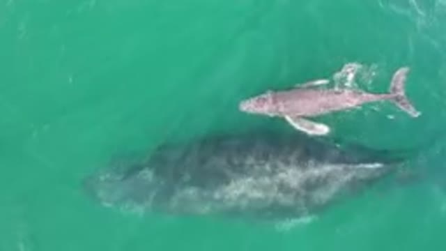 LAGUNA BEACH LOS CABOS BCS MEXICO-2023: Baby Whale Swimming Near Mom