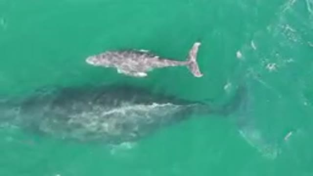 LAGUNA BEACH LOS CABOS BCS MEXICO-2023: Mother and Baby Whale Swimming