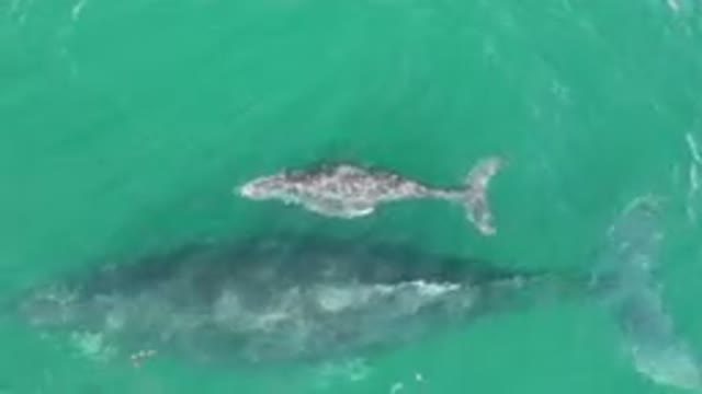 LAGUNA BEACH LOS CABOS BCS MEXICO-2023: Baby Whale Swims Close to Mother