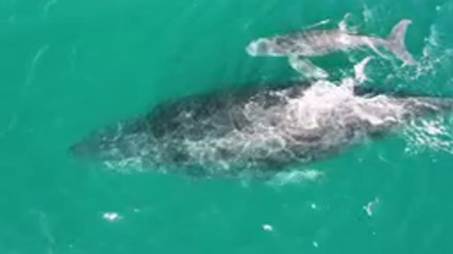 LAGUNA BEACH LOS CABOS BCS MEXICO-2023: Two Whales Swimming In The Water