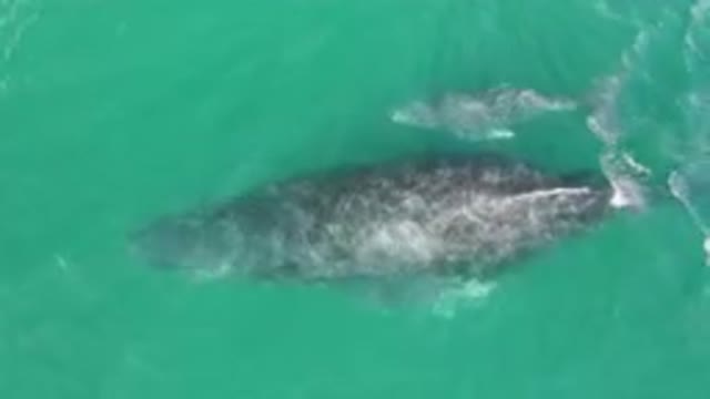 LAGUNA BEACH LOS CABOS BCS MEXICO-2023: Whale Swimming in Ocean Waters From Above