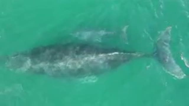 LAGUNA BEACH LOS CABOS BCS MEXICO-2023: Two Whales Swimming In The Water