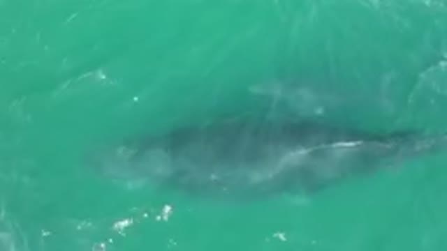 LAGUNA BEACH LOS CABOS BCS MEXICO-2023: Whale Swimming In The Water Near A Boat