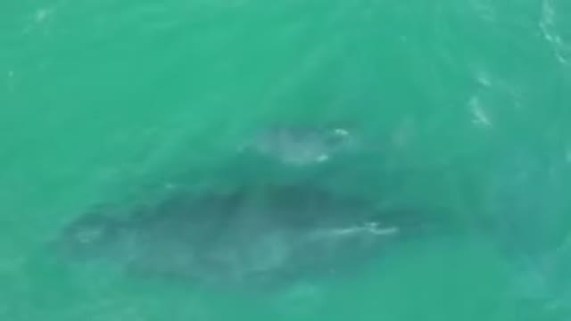 LAGUNA BEACH LOS CABOS BCS MEXICO-2023: Whale Swimming In The Water Near A Boat