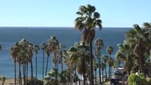 MALIBU CALIFORNIA-2020: The Wind Making Tall Palms On A Beach Swing Their Leaves