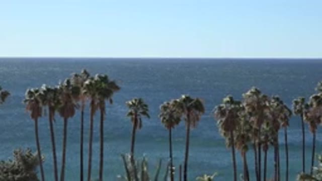 MALIBU CALIFORNIA-2020: Sea Background Long Palm Trees Wind Blowing View