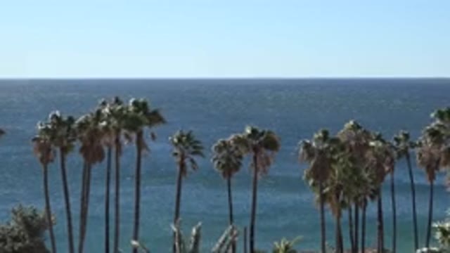 MALIBU CALIFORNIA-2020: View Of Green Palm Trees On A Sunny Breezy Day
