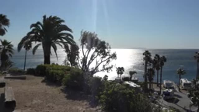 MALIBU CALIFORNIA-2020: Palm Trees And Other Trees Sway In Breeze On Sunny Day