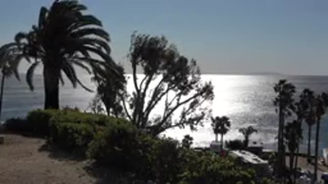 MALIBU CALIFORNIA-2020: Several Different Trees Swaying Due To The Wind On A