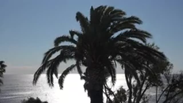 MALIBU CALIFORNIA-2020: A Palm Tree Sways In The Wind During Daytime