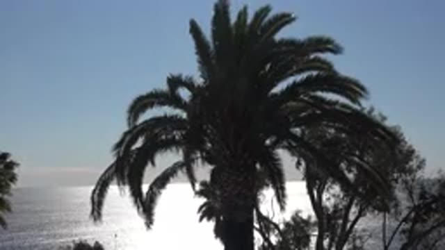 MALIBU CALIFORNIA-2020: Silhouetted Palm Tree Blowing In The Wind Against An