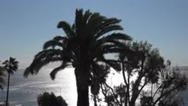 MALIBU CALIFORNIA-2020: Large Palm Tree Flows in Wind Near Beach and Trees