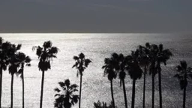 MALIBU CALIFORNIA-2020: Palm Trees Swaying In The Breeze In Front Of An Ocean