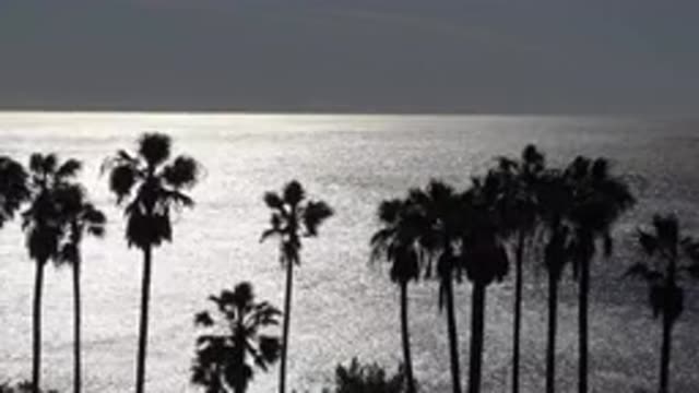 MALIBU CALIFORNIA-2020: Trees Shaking In Strong Winds Before A Storm