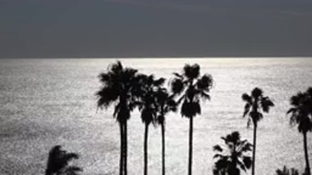 MALIBU CALIFORNIA-2020: Recording The Movement Of Some Palms Forced By The Wind