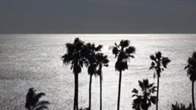 MALIBU CALIFORNIA-2020: Person Running Near Green Palm Trees Swinging By The