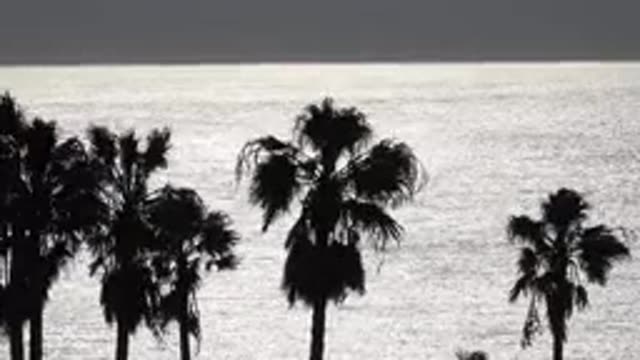 MALIBU CALIFORNIA-2020: Black And White Footage Of Tall Palm Trees Swaying In