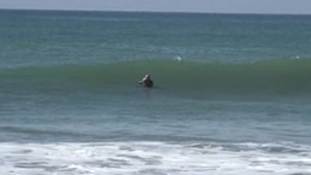 HUNTINGTON BEACH CALIFORNIA-2020: The Surfer In The Sea