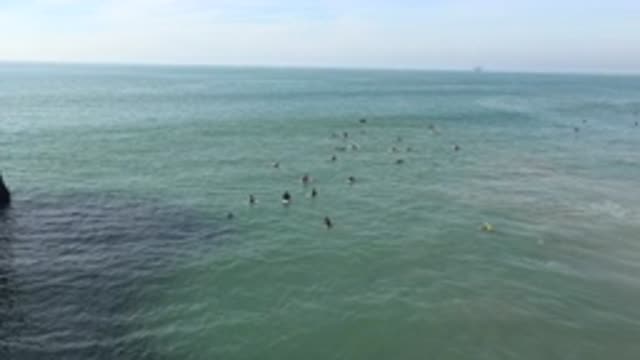 HUNTINGTON BEACH CALIFORNIA-2020: Group of Animals Roaming in the Sea