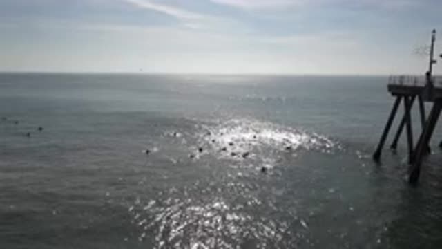 HUNTINGTON BEACH CALIFORNIA-2020: Creatures Swimming In The Sea Under Beautiful