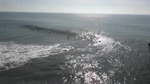 HUNTINGTON BEACH CALIFORNIA-2020: Surfers Float In Packs Waiting To Catch A Big Wave