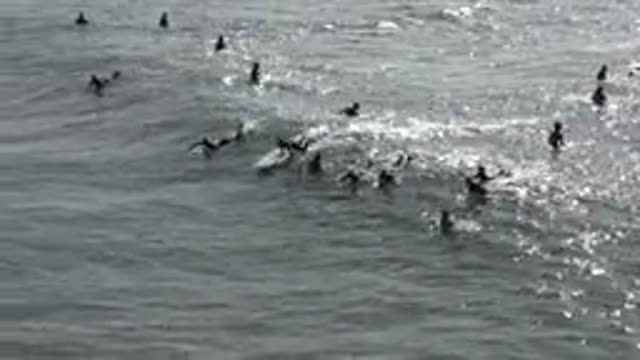 HUNTINGTON BEACH CALIFORNIA-2020: People Going Surfing In The Ocean While Others