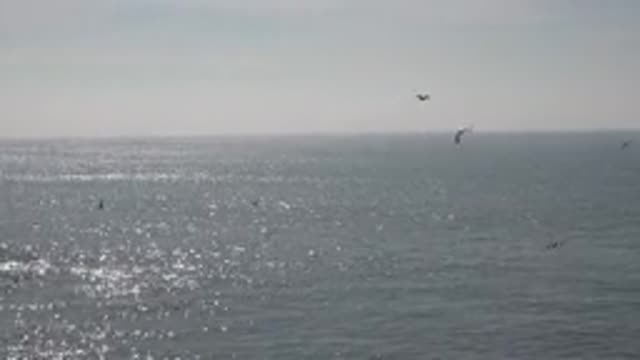 HUNTINGTON BEACH CALIFORNIA-2020: Birds Are Flying Over A Sea