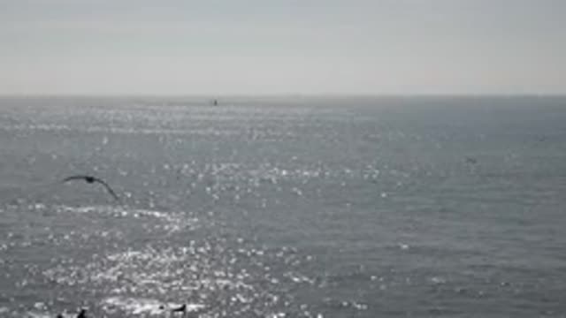 HUNTINGTON BEACH CALIFORNIA-2020: Many Small Birds Are Flying Over The Immense Sea