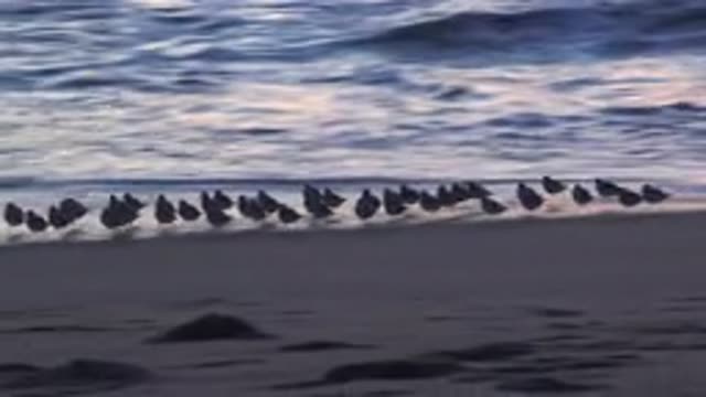 HUNTINGTON BEACH CALIFORNIA-2020: A Flock Of Birds Run From The Beach To The