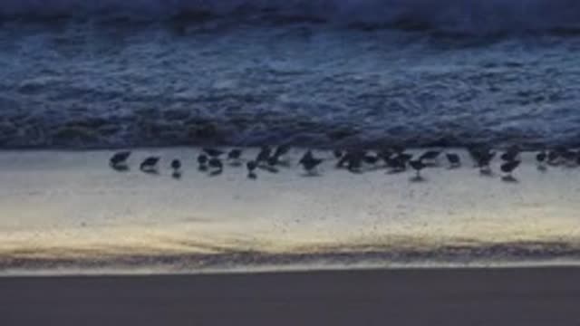 HUNTINGTON BEACH CALIFORNIA-2020: Group Of Birds On Beach Run Away From Incoming Wave