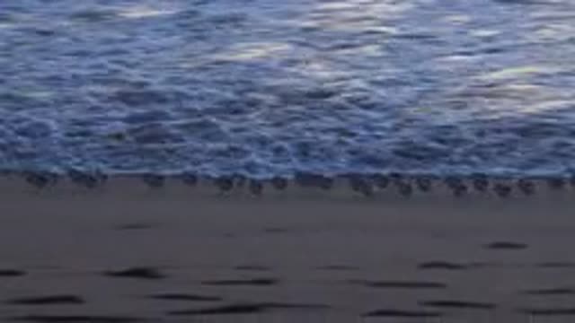 HUNTINGTON BEACH CALIFORNIA-2020: Flock Of Birds Run Along The Beach As A Wave Reaches Shore