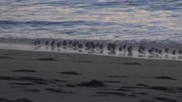 HUNTINGTON BEACH CALIFORNIA-2020: Birds Flocking Towards Waves As They Crash To Shore